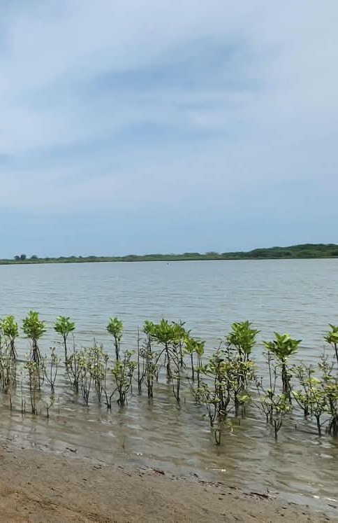 Mangrove saplings at the field site in Pichavaram, Cuddalore District