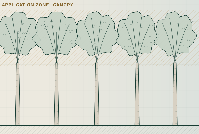 Illustrative canopy-coverage diagram for rubber research, not field measurements